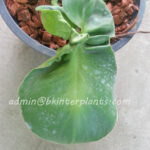 Philodendron Ear Pig Leaf