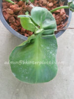 Philodendron Ear Pig Leaf