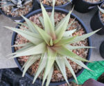 Haworthia limifora Hybrid Super White Leaf