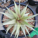 Haworthia limifora Hybrid Super White Leaf