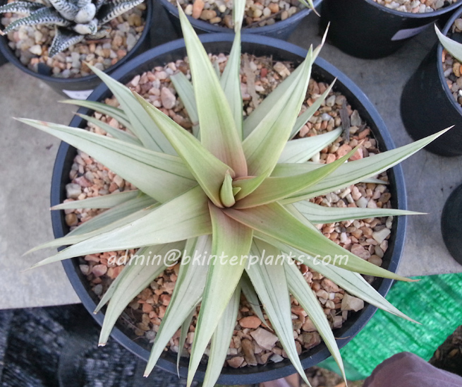 ø; Haworthia limifora Hybrid Super White Leaf - Image 1