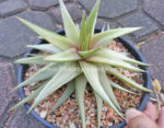 Haworthia limifora Hybrid Super White Leaf - Image 2