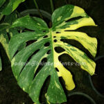 Monstera variegated " Thai Constellation " size S