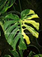 Monstera variegated " Thai Constellation " size S