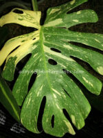 Monstera variegated " Thai Constellation " size S - Image 3