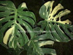 Monstera variegated " Thai Constellation " size S - Image 2