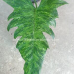 Philodendron Minarum Lime Fiddle (Dragon Trial) Variegated