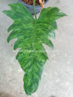 Philodendron Minarum Lime Fiddle (Dragon Trial) Variegated