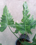 Philodendron Minarum Lime Fiddle (Dragon Trial) Variegated - Image 2