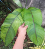Heliconia " Stricta Red Flower Variegated " - Image 5