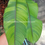 Heliconia " Stricta Red Flower Variegated "