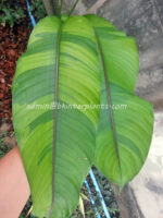 Heliconia " Stricta Red Flower Variegated "