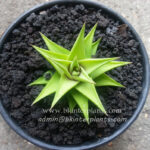 Haworthia Green Compact