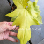 Philodendron Warszewiczii Aurea