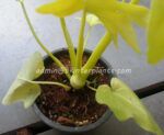 Philodendron Warszewiczii Aurea - Image 4