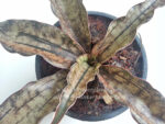 Sansevieria " Copper "
