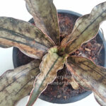 Sansevieria " Copper "