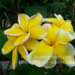 Plumeria " Danupol Yellow "