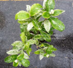 West Indian Jasmine Compact Variegated - Image 2