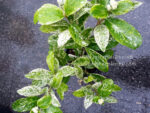 West Indian Jasmine Compact Variegated - Image 3