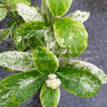 West Indian Jasmine Compact Variegated