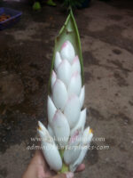 Heliconia " White Pearl "