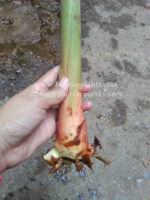 Heliconia " White Pearl " - Image 2