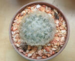 Cactus  " Mammillaria Plumosa " - Image 3