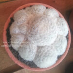 Cactus  " Mammillaria Plumosa "