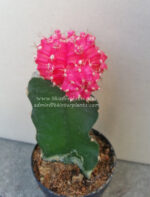 Cactus Gymnocalycium Mihanovichii " Pink Moon " - Image 2