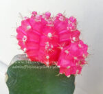 Cactus Gymnocalycium Mihanovichii " Pink Moon " - Image 3