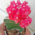 Cactus Gymnocalycium Mihanovichii " Pink Moon "