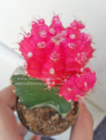 Cactus Gymnocalycium Mihanovichii " Pink Moon "