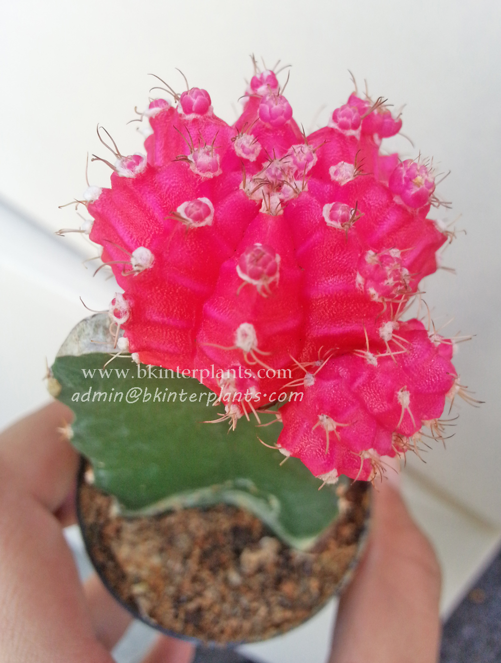 ø; Cactus Gymnocalycium Mihanovichii " Pink Moon " - Image 1