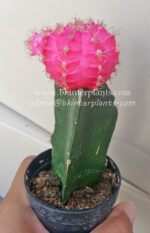 Cactus Gymnocalycium Mihanovichii " Bright Pink Moon " - Image 3