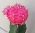 Cactus Gymnocalycium Mihanovichii " Bright Pink Moon " - Image 2