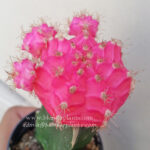 Cactus Gymnocalycium Mihanovichii " Bright Pink Moon "