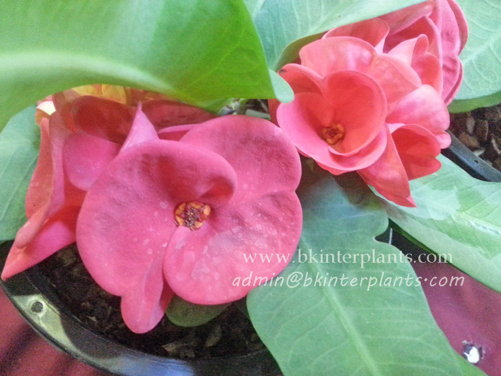 ø; Crow of Thorns " Damnoen Saduak " - Image 1