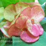 Crow of Thorns " Golden Bells "