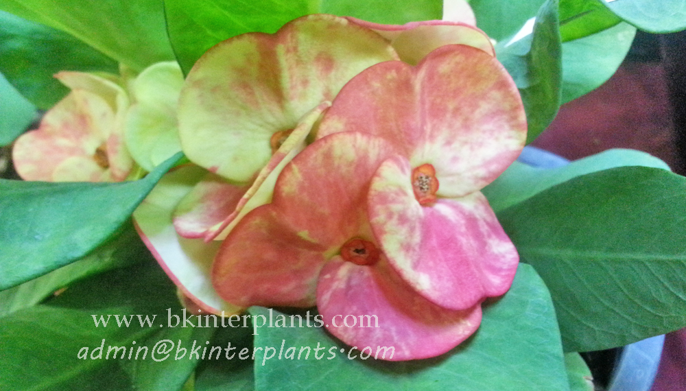 ø; Crow of Thorns " Golden Bells " - Image 1