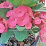 Crow of Thorns " Yod Geam "