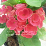 Crow of Thorns " Super Rich "