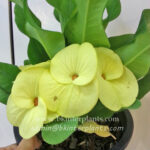 Crow of Thorns " Pak Thong Chai "