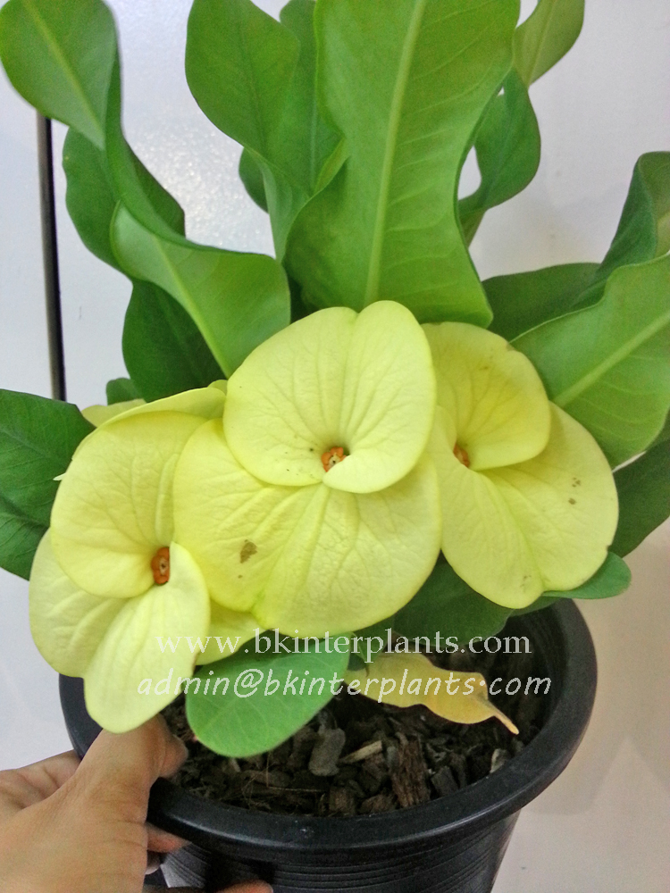 ø; Crow of Thorns " Pak Thong Chai " - Image 1