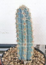 Cactus " Blue Pilosocereus royenii " - Image 3