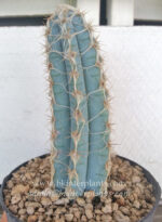 Cactus " Blue Pilosocereus royenii " - Image 2