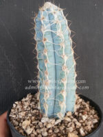 Cactus " Blue Pilosocereus royenii " - Image 6