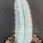 Cactus " Blue Pilosocereus royenii "