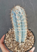 Cactus " Blue Pilosocereus royenii " - Image 5