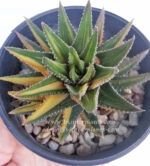 Haworthia ATTENUATA FORMA VARIEGATED COMPACT - Image 3